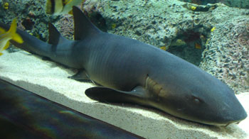 20060127nurseshark.jpg