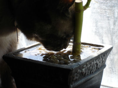 20060331.jpg